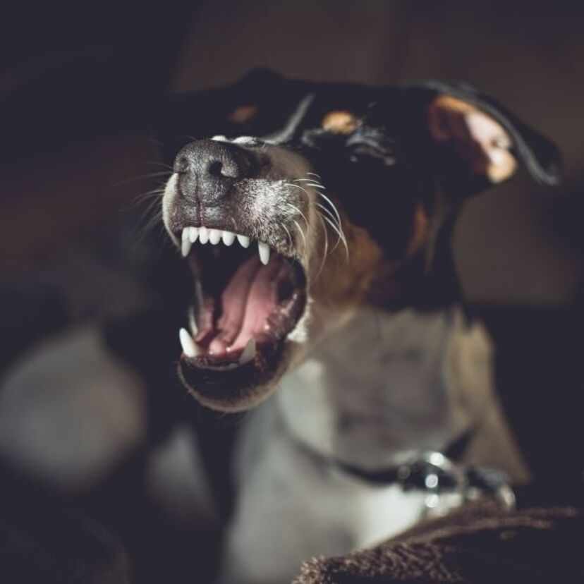 O que significa sonhar com cachorro mordendo? Mão, bravo e mais! 