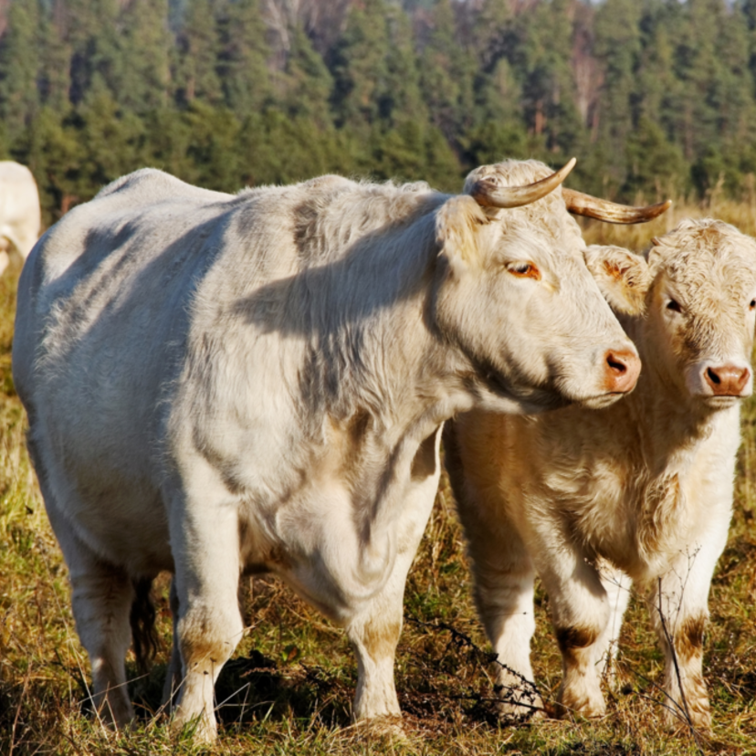 O que significa sonhar com vaca branca? Grande, brava, no pasto e mais! 