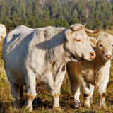 O que significa sonhar com vaca branca? Grande, brava, no pasto e mais! 