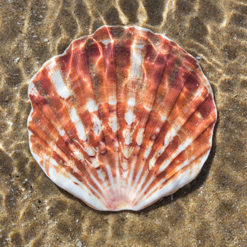 O que significa sonhar com conchas: do mar, búzios, pérolas e mais! 