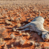 O que significa sonhar com cavalo morto? Branco, filhote, preto e mais!