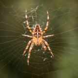 Aranha como animal de poder: significado espiritual, arquétipo, no xamanismo e mais!