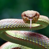 Sonhar com cobra na cama: em cima, embaixo, enrolada, morta e mais! 