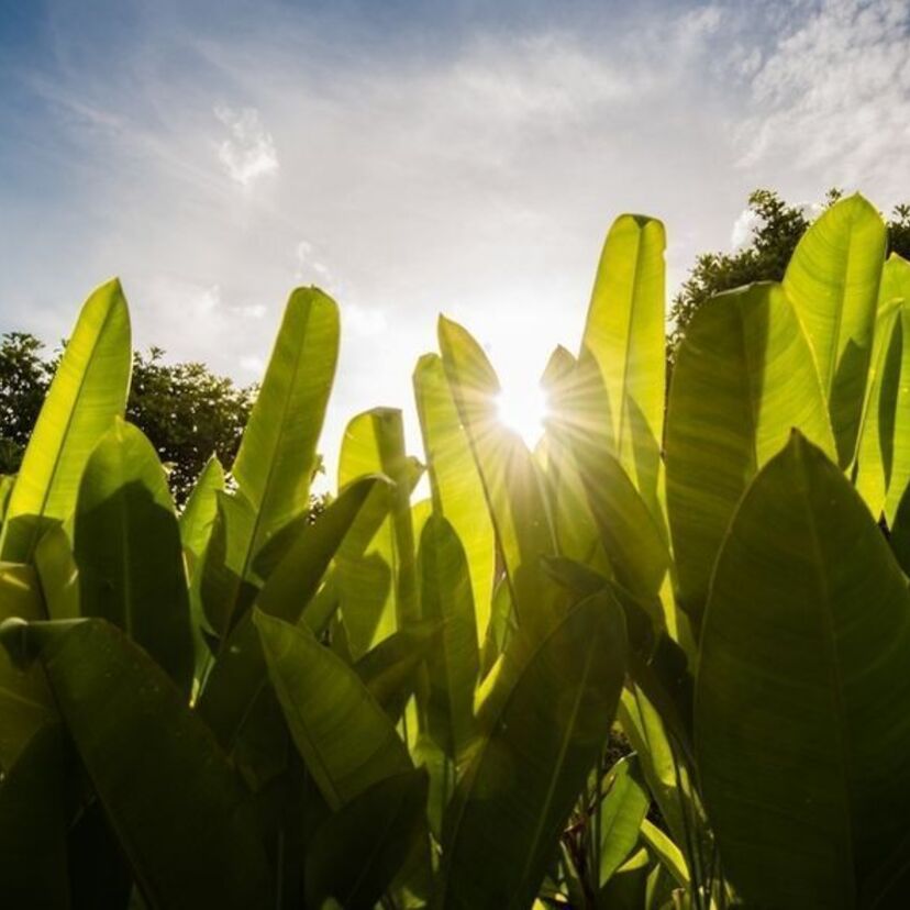 Sonhar com bananeira: caída, bananal, plantando, cachos e mais!