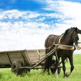 Sonhar com carroça: carregada, vazia, nova, antiga, quebrada e mais!