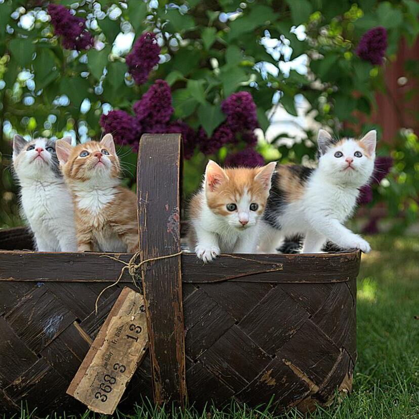 Sonhar com felinos: Selvagens, domesticados, gato, pantera e mais!