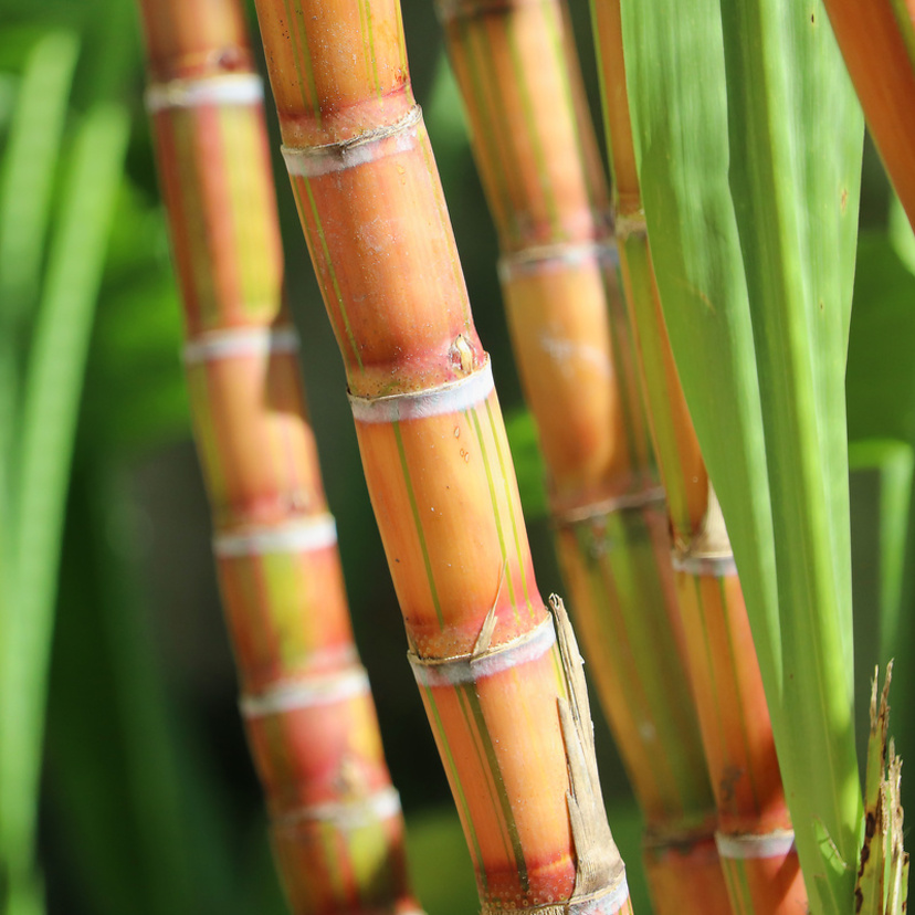 Sonhar com cana-de-açúcar: bagaço, caldo, plantação, caiana e mais! 