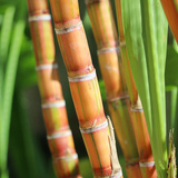 Sonhar com cana-de-açúcar: bagaço, caldo, plantação, caiana e mais! 