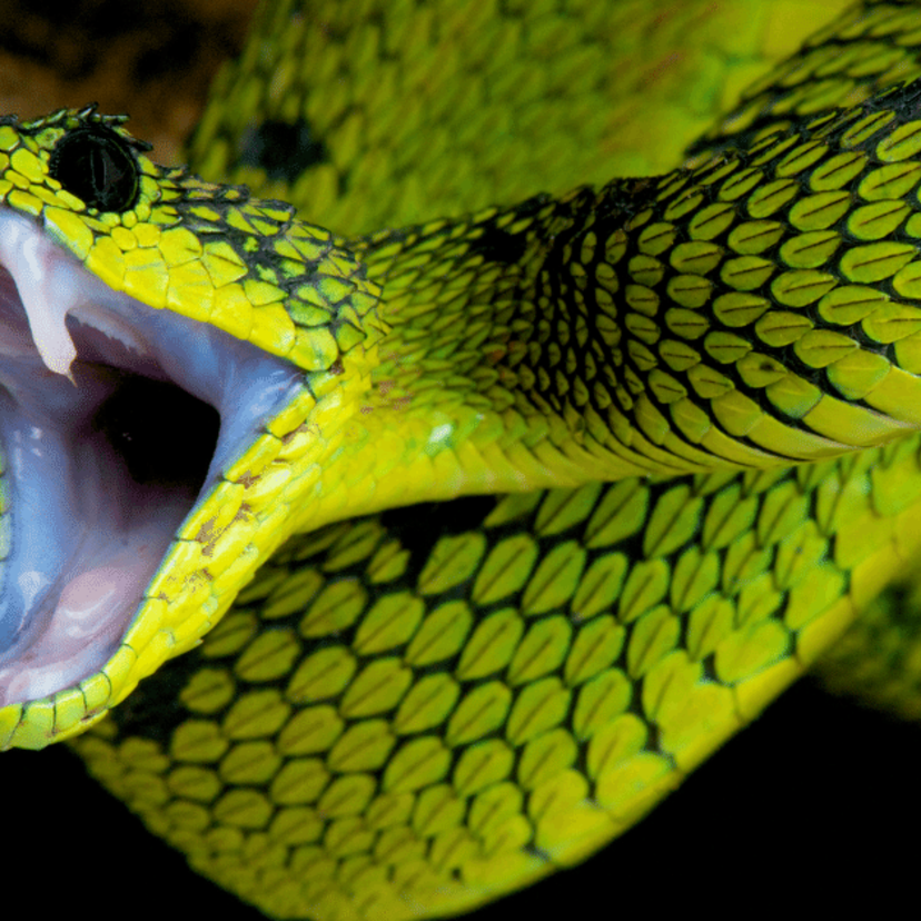 Sonhar com cobra dando bote: preta, verde, marrom, cascavel e mais! 