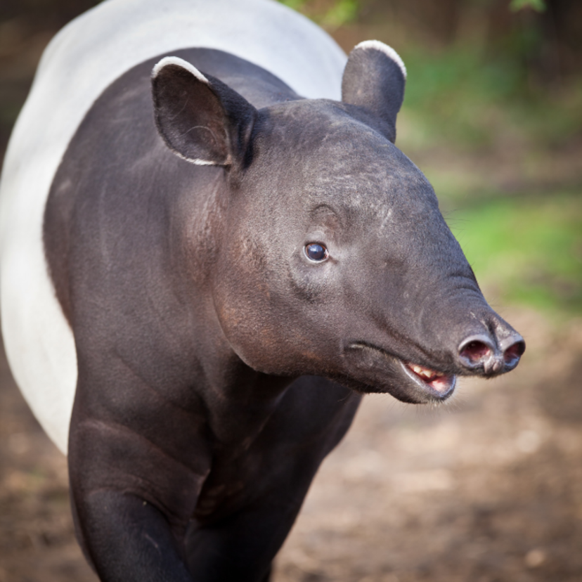 Sonhar com o animal anta: branca, sozinha, filhote, morta e mais!