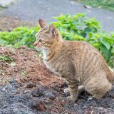 Sonhar com fezes de gato: Na roupa, na boca, em casa, na rua e mais!