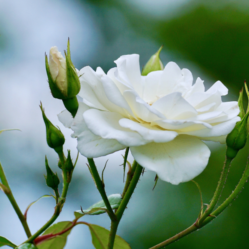 Chá de rosa branca: para que serve, receita, menstruação e mais!