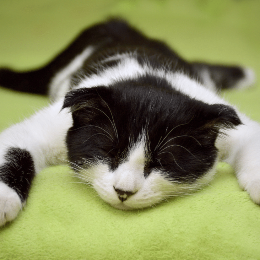 Sonhar que está matando um gato: preto, branco, cinza, amarelo e mais! 