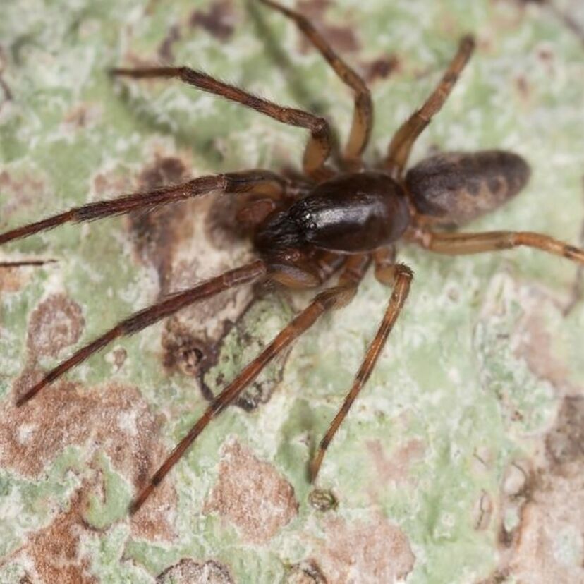 O que significa sonhar com cobra e aranha: Juntas, grandes e mais! 