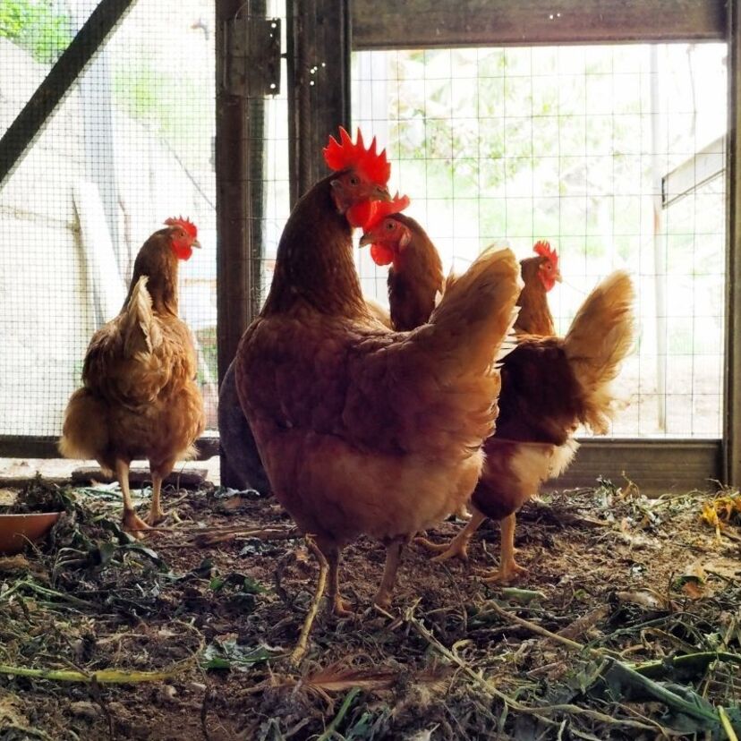 O que significa sonhar com galinheiro? Com galinhas, galo, ovo e mais!