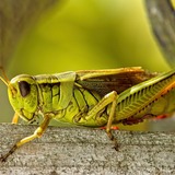 Sonhar com grilo: em casa, verde, gigante, marrom, entre outros!