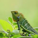 O que significa sonhar com lagarto verde? Atacando, mordendo e mais!