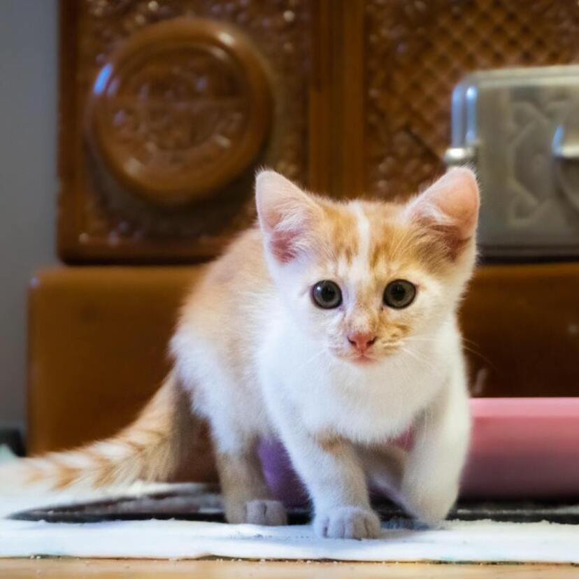 Sonhar com filhote de gato: preto, branco, nascendo, miando e mais! 