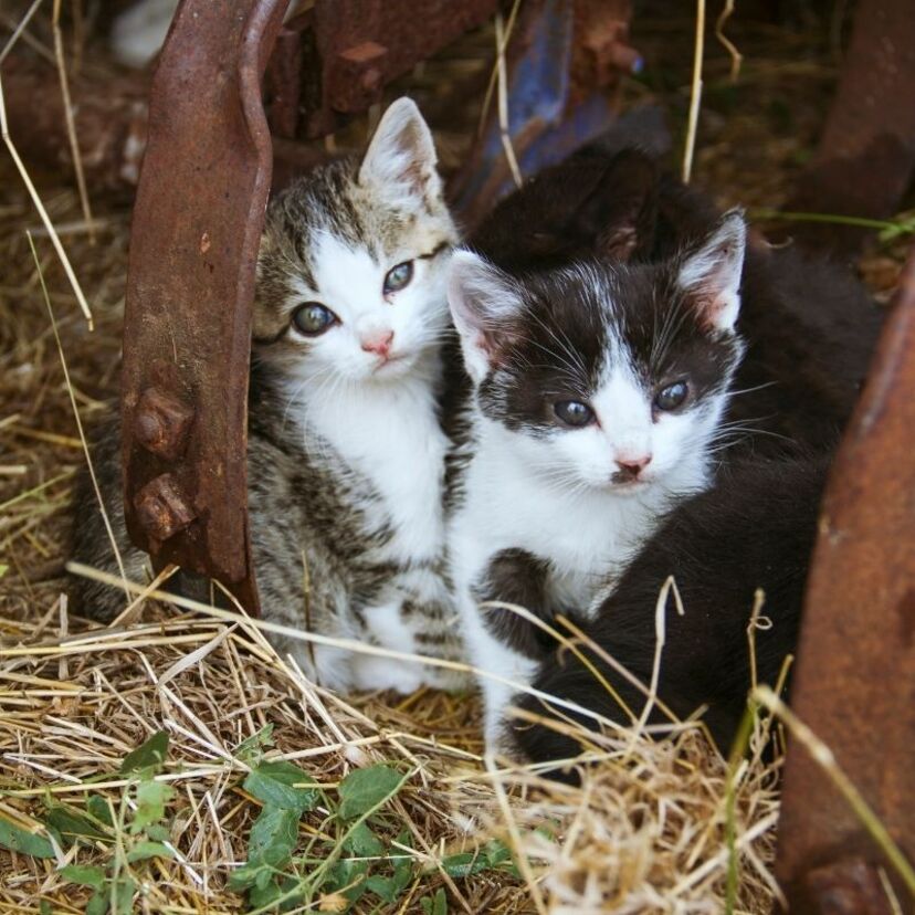 O que significa sonhar com ninhada de gatos? Filhotes, mortos e mais!