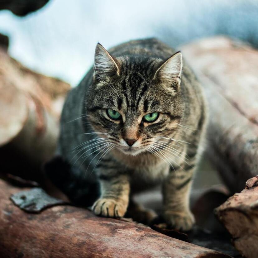 O que significa sonhar com gato te atacando? Arranhando, miando e mais!