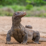 Sonhar com dragão-de-komodo: atacando, preto, voador e mais!