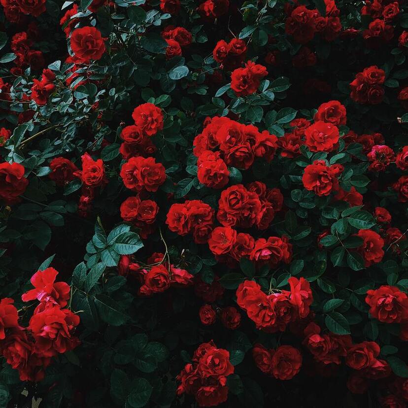 O que significa sentir cheiro de rosas no catolicismo? Anjos e mais!