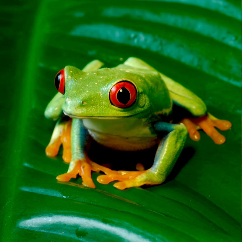 O que significa sonhar com sapo pulando: Na água, em você e mais!