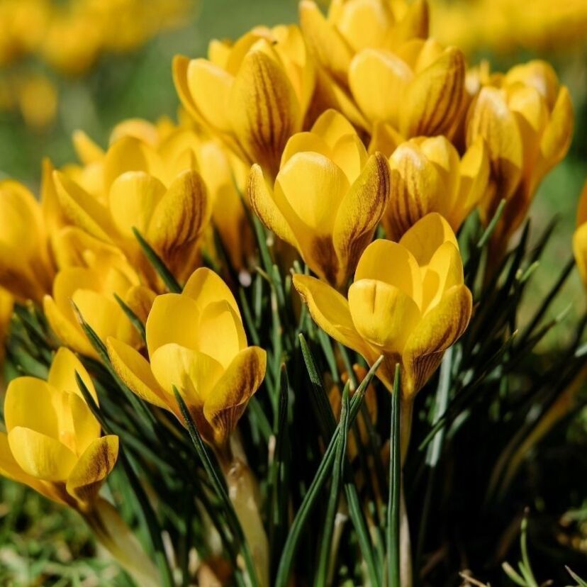 Flores Amarelas e seus significados, benefícios, utilidades e mais!