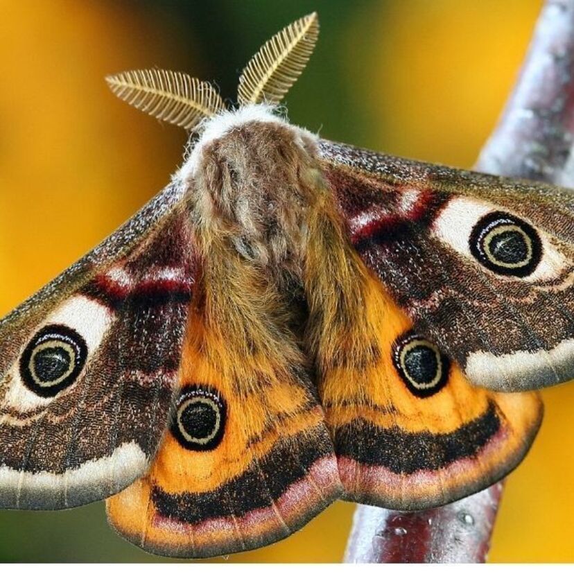 Qual o significado espiritual da mariposa? Bruxa, no Xamanismo e mais!