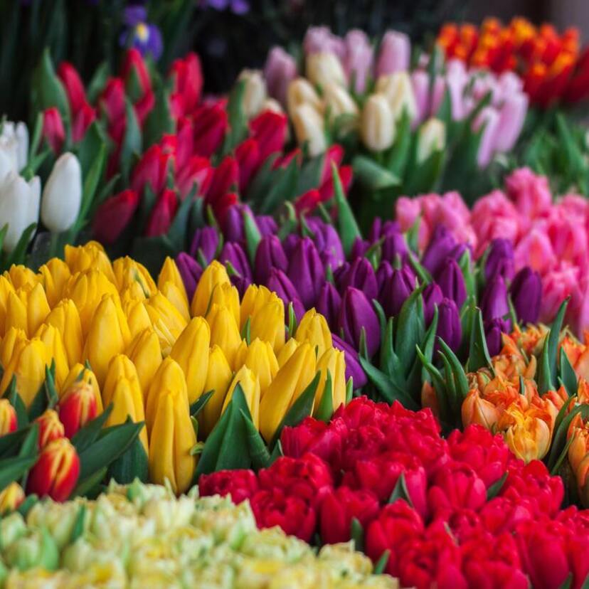 Horóscopo das flores: conheça a flor de cada signo do zodíaco!