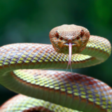 Sonhar com cobra picando o pé: esquerdo, direito, o dedo e outras!