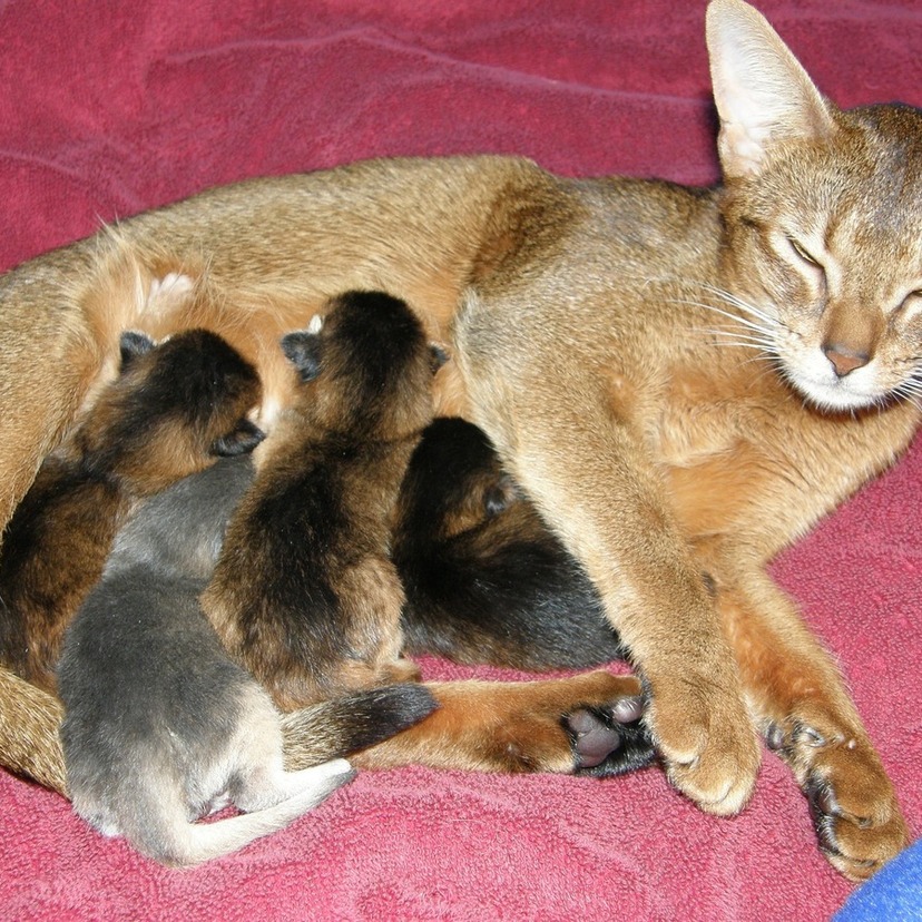 O que significa sonhar com gata parindo filhotes? Preta, brava e mais!