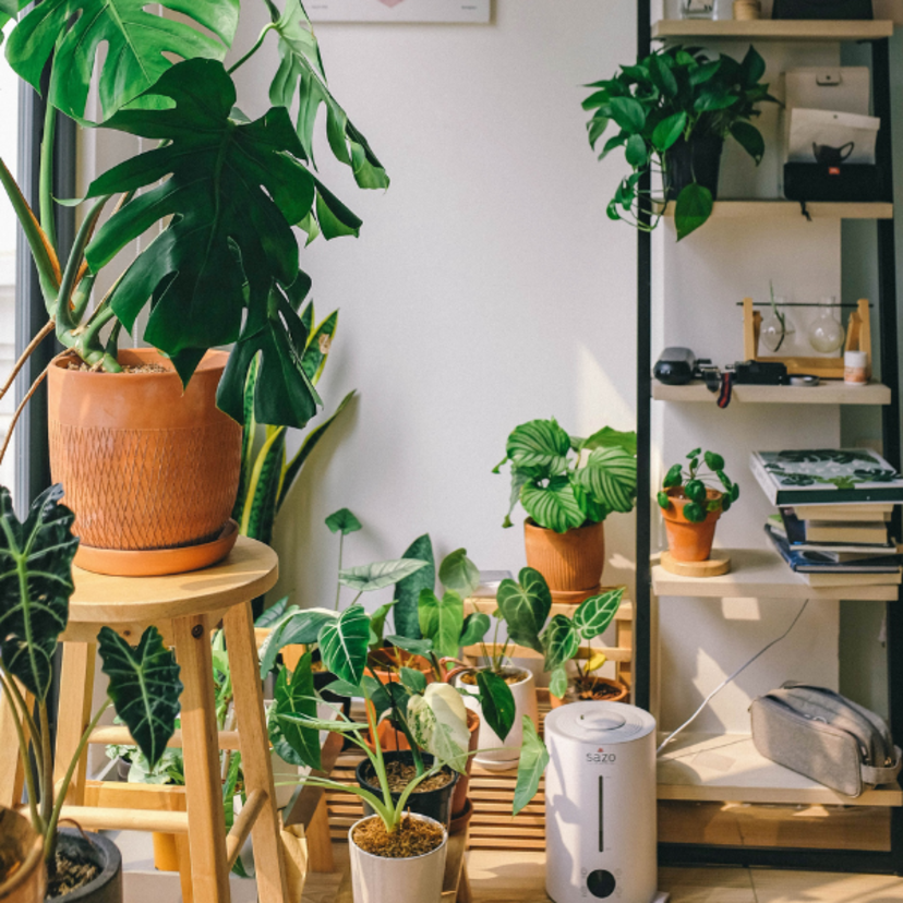 Plantas protetoras para o Feng Shui: confira a lista com as principais!