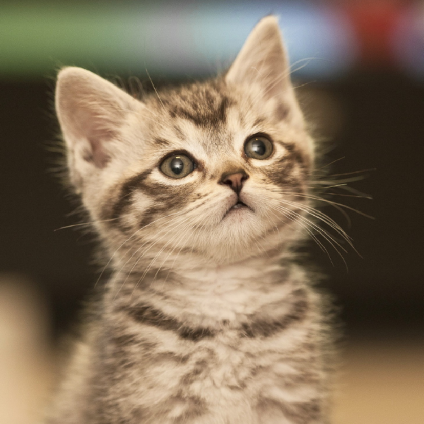 Benefícios espirituais dos gatos: limpeza, proteção, atração  e mais!