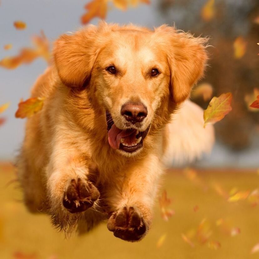 O que significa sonhar com cachorro correndo? Feliz, bravo e mais!