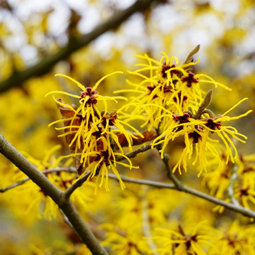 Hamamelis: para que serve? Benefícios, propriedades e mais!