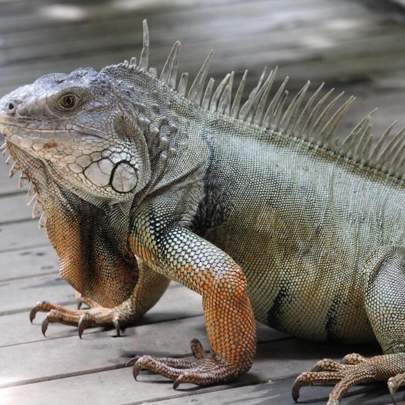 Sonhar com iguana: verde, azul, branco, colorido, de estimação e mais!