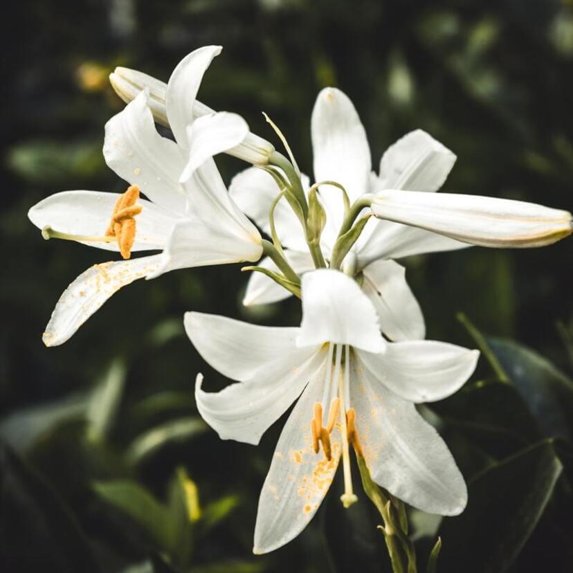 Qual o significado da Flor-de-Lis? Origem, simbolismo e mais!