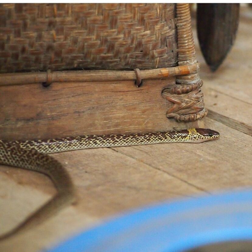 O que significa sonhar com cobra dentro de casa? No quarto, cama e mais! 