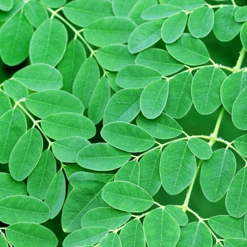 Chá de Moringa: para que serve? Benefícios, propriedades e mais!