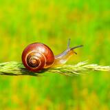 O que significa sonhar com caracol? Grande, pequeno, preto e mais!