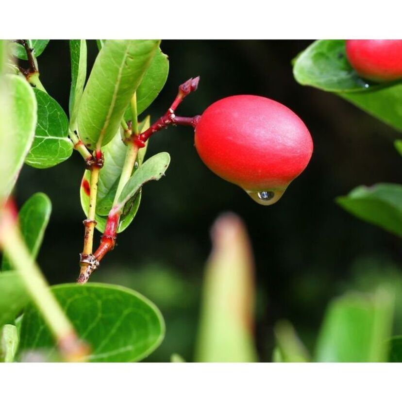 Fruta-do-milagre: significado, benefícios, como usar e mais!