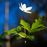 O que significa sonhar com flor branca? Em um buquê, vaso, jardim e mais!