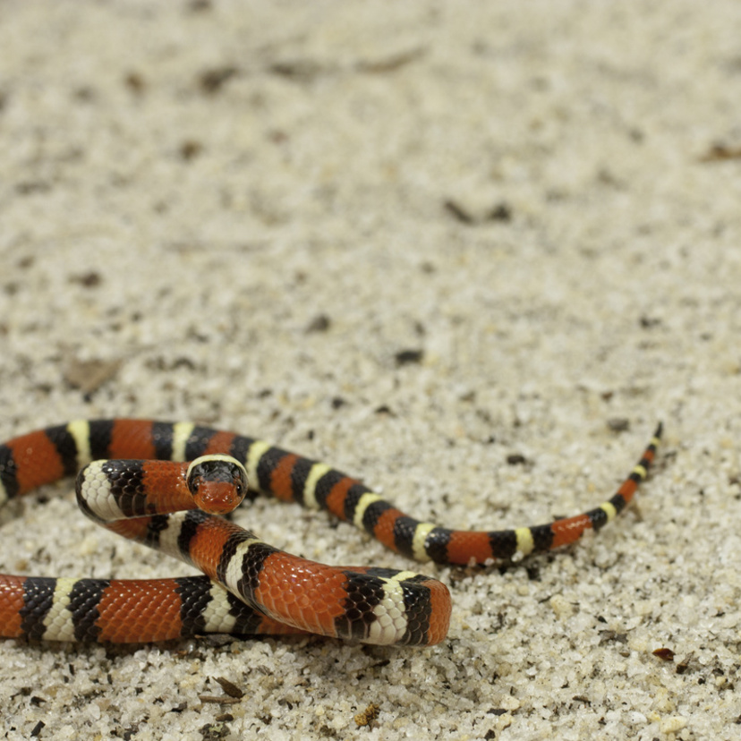 Sonhar com cobra preta e vermelha: Grande, pequena, picando e mais!