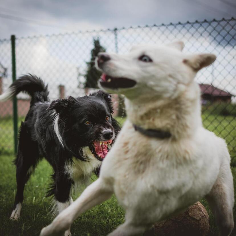 Sonhar com cachorro tentando morder: criança, você e mais!