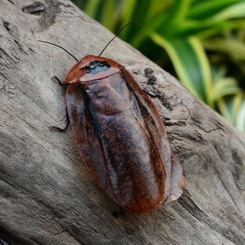 O que significa sonhar com barata gigante? No cabelo, na comida e mais!