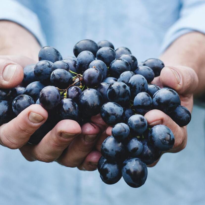 O que significa sonhar com uva: cacho, parreira, semente e mais!