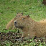 Sonhar com capivara: preta, albina, filhote, te perseguindo e mais!