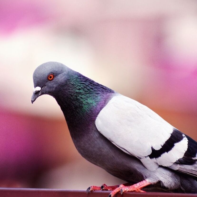 O que significa sonhar com pombo? Preto, branco, morto, voando e mais!