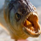 O que significa sonhar com piranha? Atacando, mordendo, morta e mais!